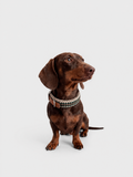 Collar Hunt